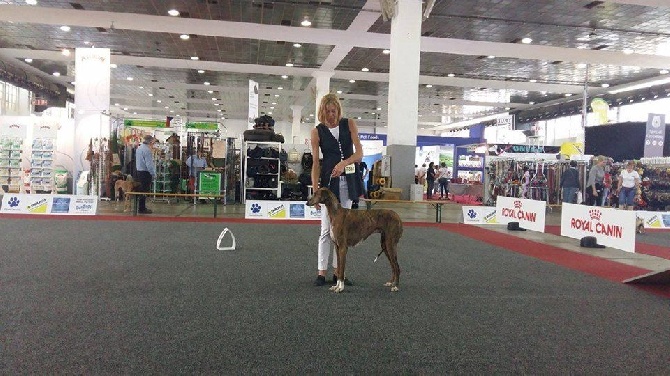 Du Pied D'ô - European Dog Show Brussels 27/08/2016