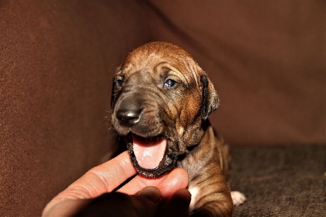 Hello World !