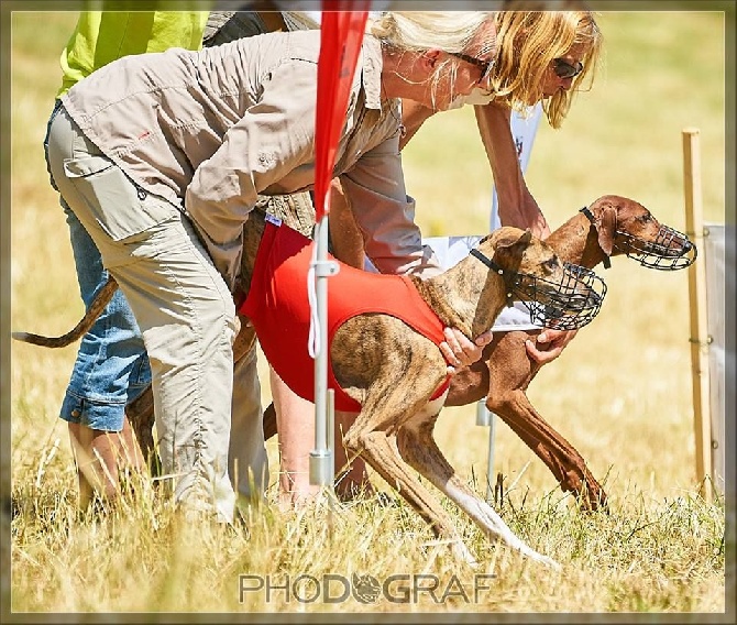 Du Pied D'ô - FCI European Coursing Championship 2016 (Slovakia)