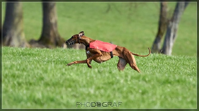 Du Pied D'ô - CACIL Coursing Amermont (B) 04/2016