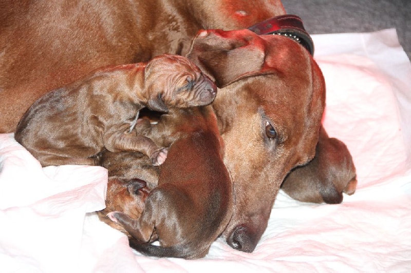 Chiot Azawakh Du Pied D'ô